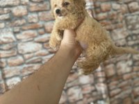 MALTİPOO YAVRULARIMIZ YENİ YUVASINI ARIYOR
