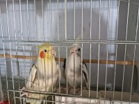 Kuşlar genç ve daha önce yavru alınmıştır