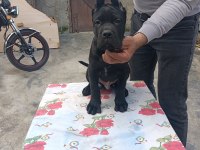 Mükemmel Kalitede FCI KIF A Clas Şecereli Cane Corso Yavru