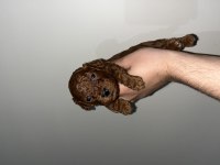 Mini boy toy poodle yavrular