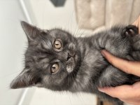 2 aylık sevimli erkek british longhair