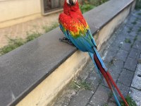 Rubin Macaw papağanımız