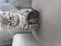 British Shorthair Golden Tabby