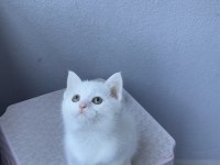 British shorthair kar beyaz dişi oyuncu yavrumuz
