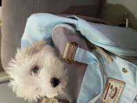 Dünyanın en tatlı canlısı maltipoo köpeğimiz