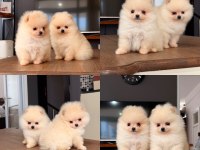 Mersin Pomeranian Boo Mini Köpeği