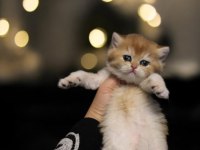 British shorthair türkiyede eşi benzeri yok