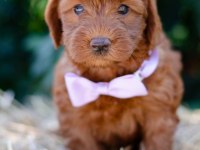 Maltipoo Yavrularımız
