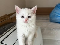 Sevimli british shorthair kardeşler