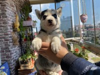 Husky Yavrularımız Yeni Ailelerini Arıyor