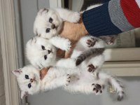 KUSURSUZ MÜKEMMEL GÜZELLİK SCOTTİSH