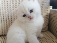 British shorthair ve longhair golden bebekler