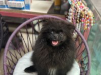 4 aylık dişi pomeranian boo yavrular