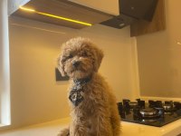 Acil 3 Aylık Erkek Toy Poodle Aşıları Yapılmıştır