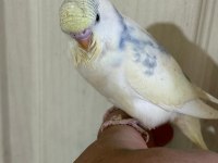 30 GÜNLÜK KONUŞTURMALIK MUHABBET KUŞU BEBEK