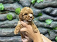 65 Günlük Kore Poodle Yavrular