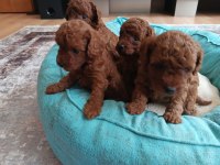 Korea Kan Irk garantili toy poodle red brown yavru