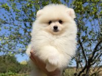 KUSURSUZ KARBEYAZ DİŞİ POMERANİAN BOO