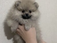 Pomeranian Erkek