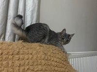 Acil 8 aylık dişi 3 patili kedi yardıma muhtaç tekir