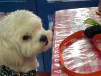 Sahiplendirme 8 aylık köpeğimiz