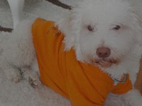 TERRİER VE POODLE MELEZİ ÖMÜRLÜK YUVA ARIYOR