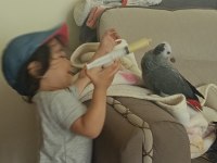 Jako papağanı bebek yeme düştü