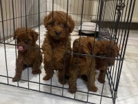 Kore red brown toy poodle kardeşler