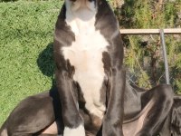 Great Dane ( Danua )