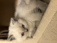 45 günlük erkek yavru british shorthair