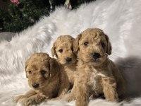 Orjinal teacup Maltipoo yavrular