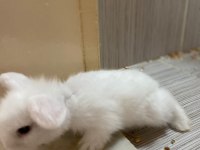 6 Adet Hollanda Lop Tavşan