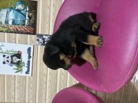 ROTTWEİLER KÖPEĞİ