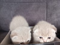 Scottish fold yavru 1 aylık