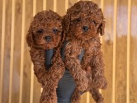 Yeni Ailelerini Bekleyen Toy Poodle Yavrularımız