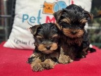 Petmode köpek çiftliğinden tea cup yorkshire terrier