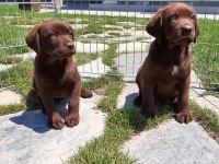 Labrador Retriever Yavruları Sağlık Ve Irk Garantili 