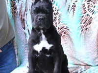 Fcı-Kıf Secereli Safkan Cane Corso Yavrular
