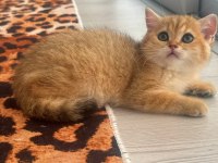 SAFKAN BRİTİSH SHORTHAİR GOLDEN DIŞI YAVRU