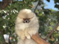 Orjinal ayı suratlı pomeranian boo yavruları