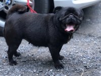 Damızlık dişi Pug yeni yuvasını arıyor