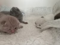 Yavru british shorthair