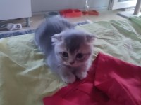 5 mayıs doğumlu scottish fold