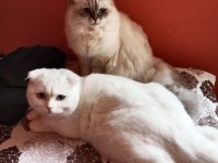 Scottish fold oğlumuzu sahiplendireceğiz