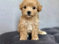 Maltipoo Minikler