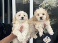 Wc eğitimli en güzel mini boy maltipoo yavrular