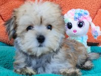 Neşe kaynağı Morkie Yavrularımız