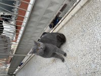 British shorthair duman uslu ev kedisi