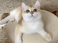 Şecereli British Shorthair Golden Erkek Yavru