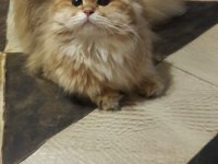 GOLDEN LONGHAİR
